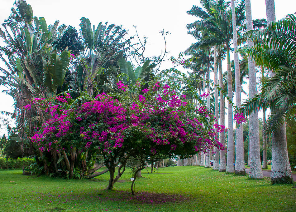 Aburi Botanical Gardens 