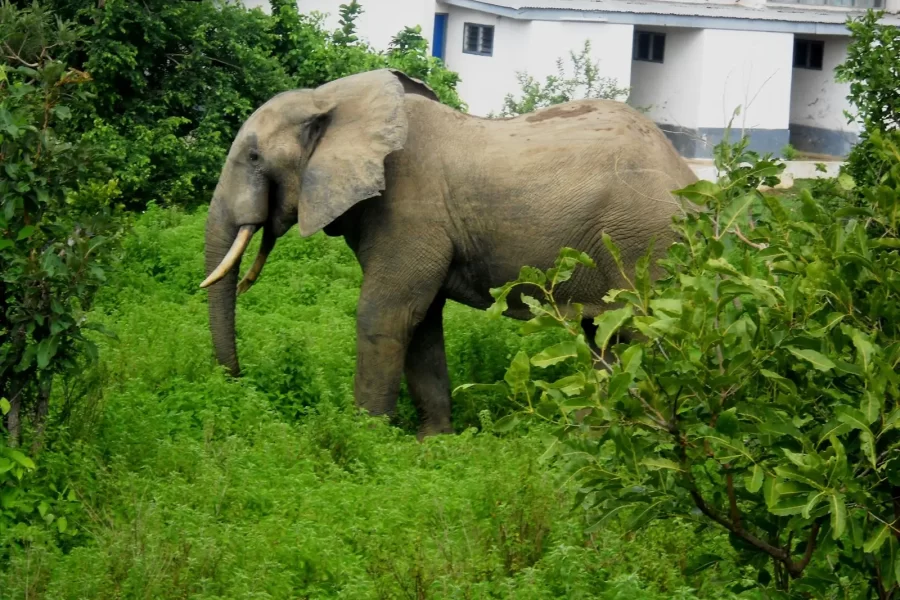 The Mole National Park Tour