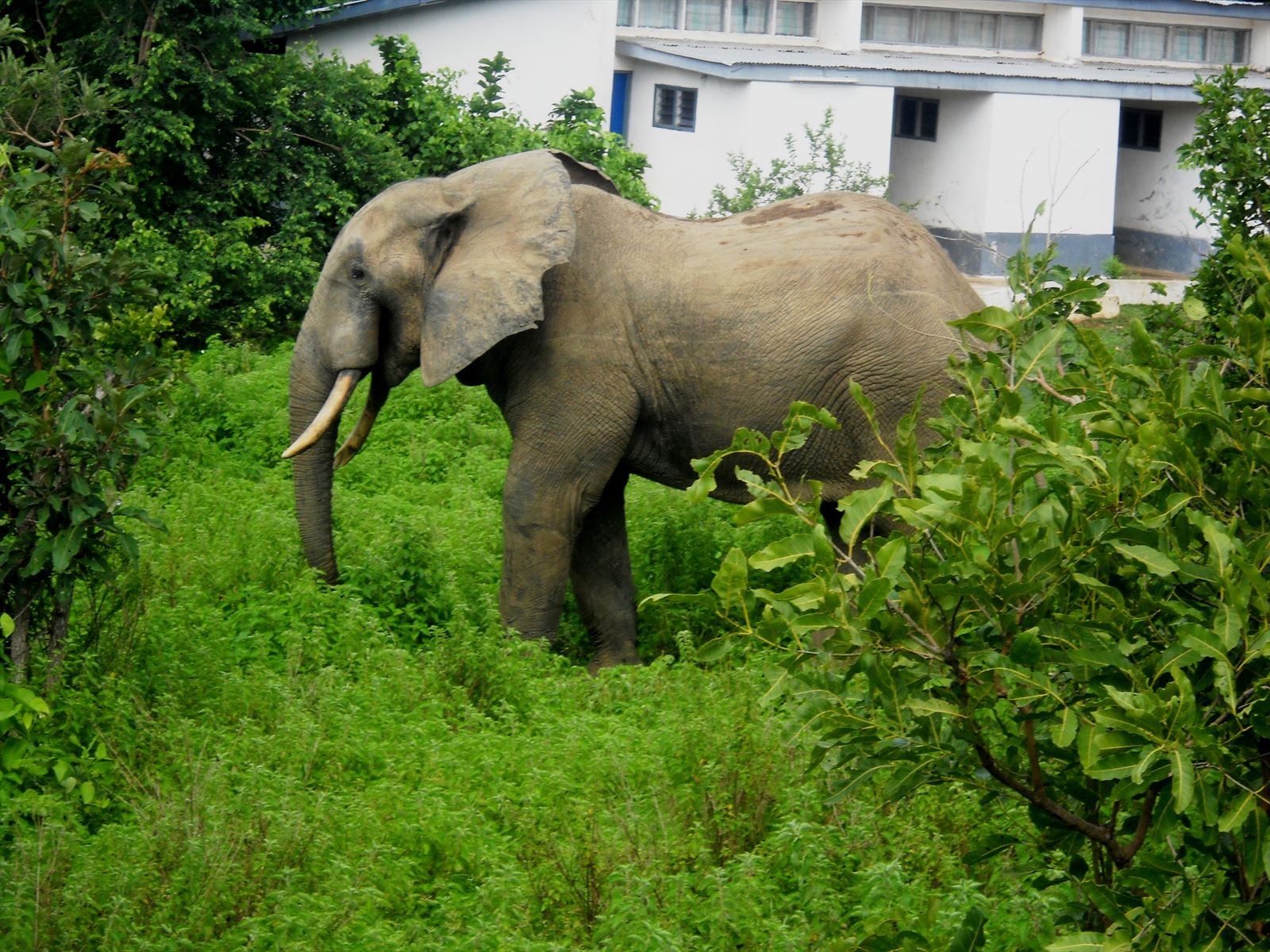 The Mole National Park Tour